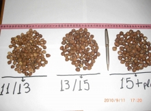 Caliber Size Hazelnut