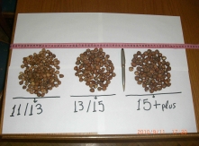 Americal Hazelnuts