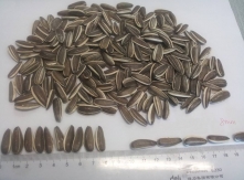 Sunflower seed from Bulgaria