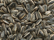 Dakota Sunflower seeds