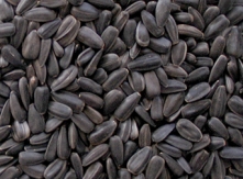 Sunflower seeds Export from Ukraine