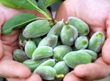 Raw Almonds