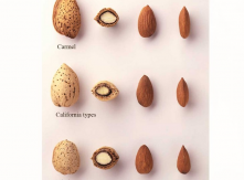 Carmel, California, Mission Type Almond