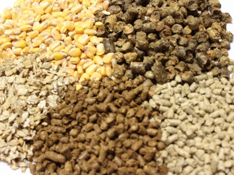 Animal Feeds, Bird Feed Supplier Bulgaria - S N Export