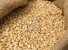 Corncrop in sack Ready for Animal Feed