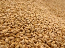 Animal Feed