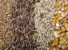 Bird Feed