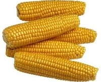 Yellow Corn Protein Animal Feed