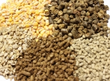 Animal Feed from Ireland