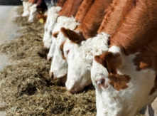 Cattle Feeding