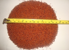 Kodo millet