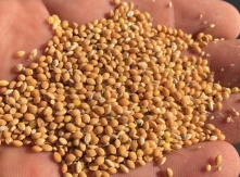 Proso millet