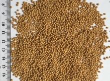 Little millet