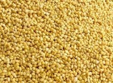 Pearl millet