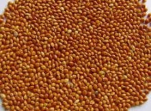 Barnyard millet
