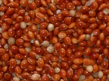 Red Millet