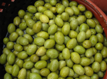 Green Halkidiki Olives