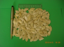 YELLOW PUMPKIN SEEDS