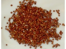 Grain Sorghum