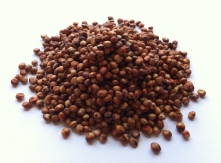 Red Sorghum