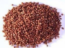Red Jowar
