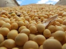 animal feed soybean