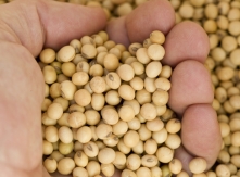 soy bean