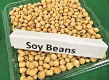 soy beans