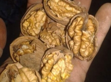 Persian Walnuts