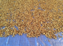 Walnuts in Process