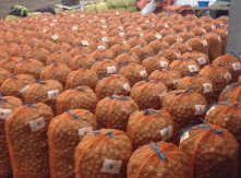 Packing of Walnuts to Export