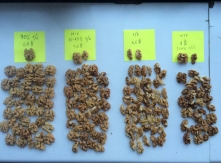 Prices of Walnuts from Ukraine