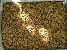 Walnuts Stock