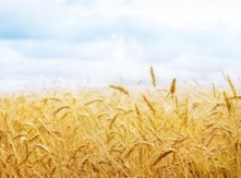 Wheat Crop in Ukraine
