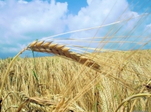 Wheat Crop