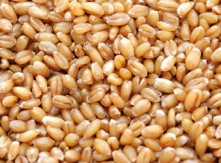 Best Quality Wheat to Export