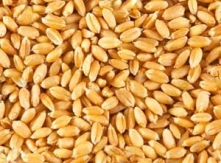 Processed Wheat