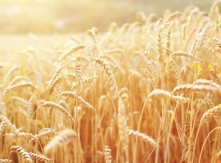 Wheat Crop