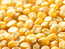 yellow-corn