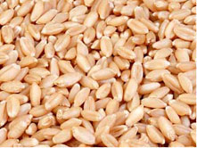 Wheat - Whole Grain Wheat