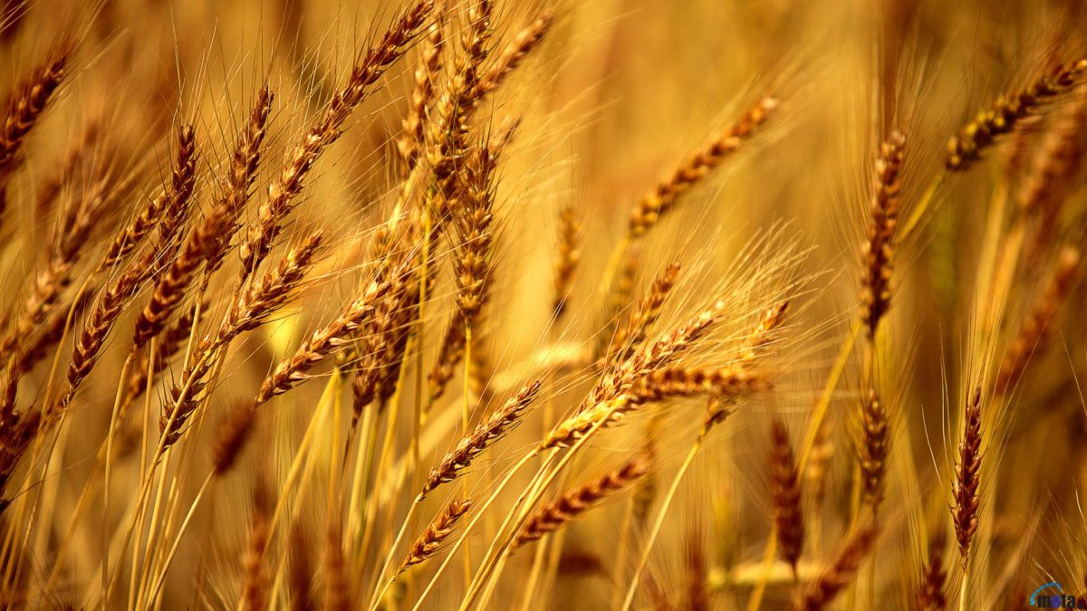 barley