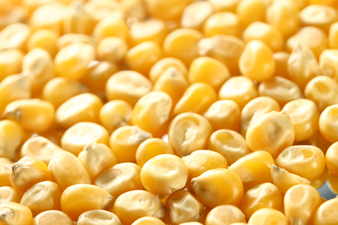 yellow-corn