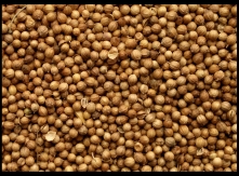 Coriander BG