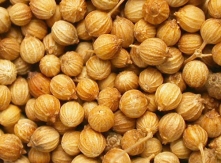 Coriandrum sativum