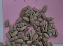 Confectionery Grade Sunflower seeds