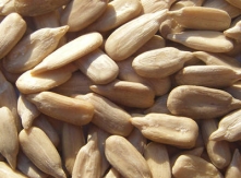 Sell Sunflower Kernel Confectionery Grade