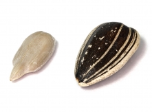 Sunflower Seeds Kaldari